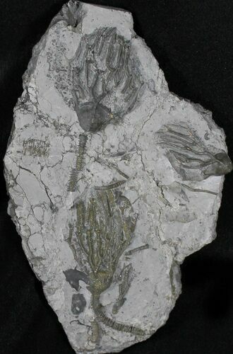 Plate Of Pyritized Crinoids (Arthroacantha) - Sylvania, Ohio #31467